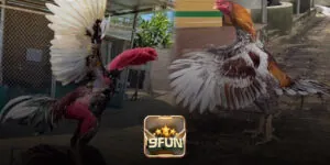 Bí Mật Xem Trực Tiếp Đá Gà Đòn 9Fun Mà Bạn Chưa Biết