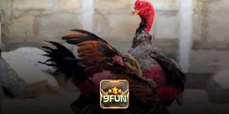Các bước tham gia xem trực tiếp đá gà đòn tại 9Fun