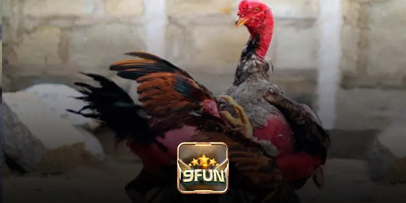 Các bước tham gia xem trực tiếp đá gà đòn tại 9Fun