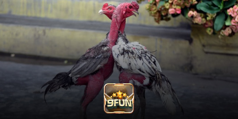 Những điều thú vị về trực tiếp đá gà đòn 9Fun