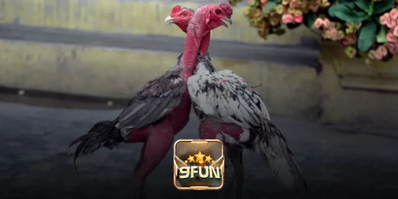 Những điều thú vị về trực tiếp đá gà đòn 9Fun