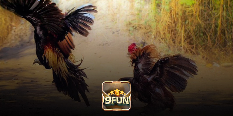 Tổng Hợp Các Siêu Phẩm Đá Gà Trực Tuyến Tại 9Fun